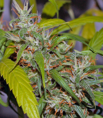 Neville's Haze fem (Green House Seeds)