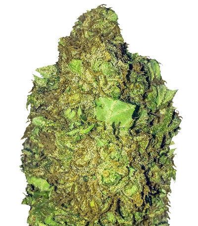 Short & Sweet Auto fem семена конопли