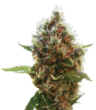 Lucid Bolt fem (Paradise Seeds) семена конопли