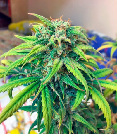 Сорт каннабиса Exodus Cheese Auto
