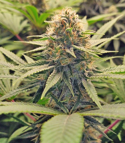 Gorilla Glue #4 fem (Blimburn Seeds) семена конопли