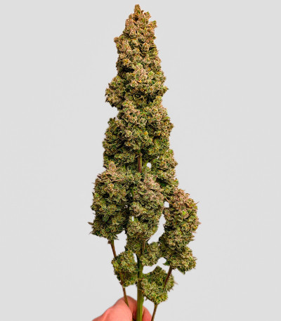 Papaya Cookies Auto fem (FastBuds) семена конопли