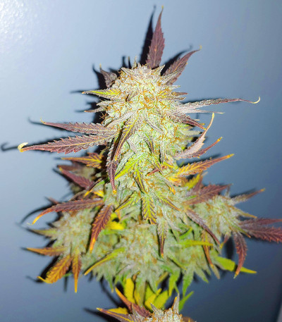 Grandmommy Purple Auto fem (Herbies Seeds) семена конопли