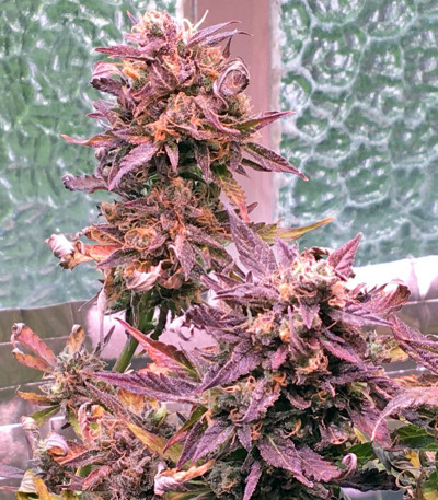 2 Fast 2 Vast Auto fem (Heavyweight Seeds) семена конопли