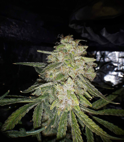 Tutankhamon fem (Pyramid Seeds) семена конопли