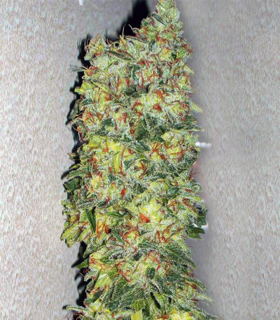Blackberry Moonrocks fem (AlphaFem Seeds) семена конопли