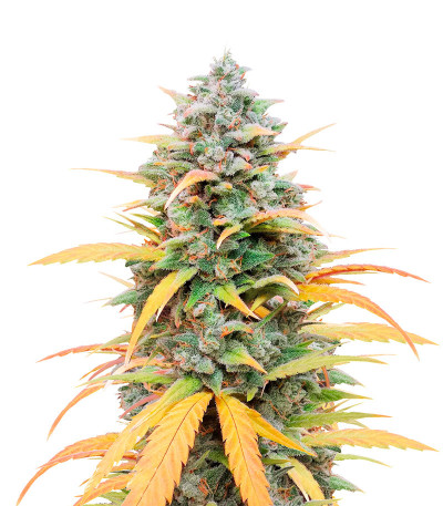 Gelato Auto fem (Herbies Seeds) семена конопли