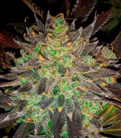 Sugar Rock by Cookies fem семена конопли