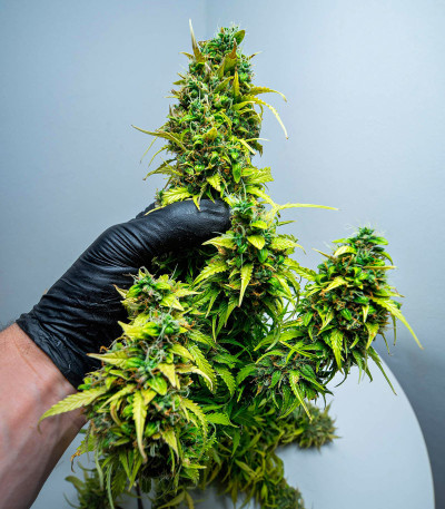 Lemon AK Auto fem (FastBuds) семена конопли