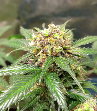 Orange Buddy Auto fem (Herbies Seeds) семена конопли