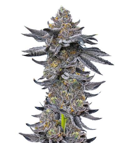 LFG fem (Barney's Farm) семена конопли