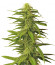 K-2 fem (Nirvana Seeds) семена конопли