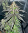 Lemon Cherry Gelato fem от Barney's Farm семена конопли