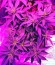 Sweet Critical fem (00 Seeds) семена конопли