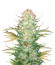 Bruce Banner Auto fem семена конопли