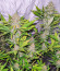 Kalashnikov Express fem (Kalashnikov Seeds) семена конопли
