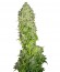 Big Bang fem (Green House Seeds) семена конопли