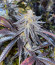 Ice Cream Cake Fast Flowering fem (Humboldt Seed Organization) семена конопли