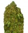 Money Bush fem семена конопли
