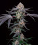 High Society fem (Compound Genetics) семена конопли