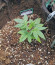 Bruce Banner #3 Fast fem (Original Sensible Seeds) семена конопли