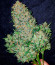 Watermelon Zkittlez Auto fem семена конопли