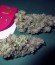 Green Gelato fem (Royal Queen Seeds) семена конопли