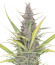 Original Auto Cheese fem FastBuds семена конопли