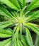 San Bacio Burger fem (Advanced Seeds) семена конопли