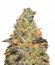 Blue Kush Berry fem (Paradise Seeds) семена конопли