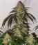 Gary Payton fem (Barney's Farm) семена конопли