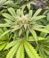 Ice Cream Cake Fast Flowering fem (Humboldt Seed Organization) семена конопли