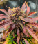 Blackberry Moonrocks Auto fem (AlphaFem Seeds) семена конопли
