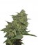 Original Cheese (IBL) fem семена конопли