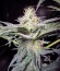 King’s Kush fem семена конопли