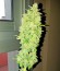 Afghan Kush X Skunk fem (World of Seeds) семена конопли