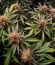 Orange Apricot Glue XL Auto fem (Sweet Seeds) семена конопли