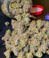 Planet of the Grapes RBX fem (Ethos Genetics) семена конопли