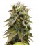 Lemon Thai Kush fem семена конопли