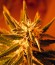 Belladonna fem (Paradise Seeds) семена конопли