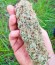 Green Crack fem (Humboldt Seed Organization) семена конопли