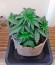 Семена конопли Super Bud