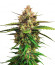 Auto Blueberry fem (Dutch Passion) семена конопли