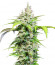 DC Cure 1:1 Auto CBD fem (Doctor’s Choice) семена конопли
