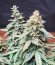 Wedding Cheesecake Auto fem (FastBuds) семена конопли