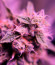 Durban Poison Auto fem (Humboldt Seed Company) семена конопли