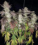 Gelato fem (Blimburn Seeds) семена конопли