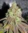 Mac n’ Jack R1 fem (Ethos Genetics) семена конопли
