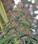 Arjan's Strawberry Haze fem семена конопли