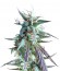 Kilimanjaro fem (World of Seeds) семена конопли